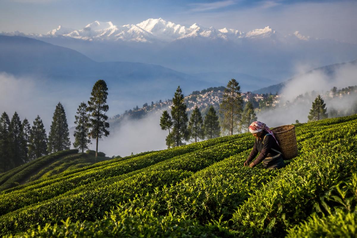 Darjeeling